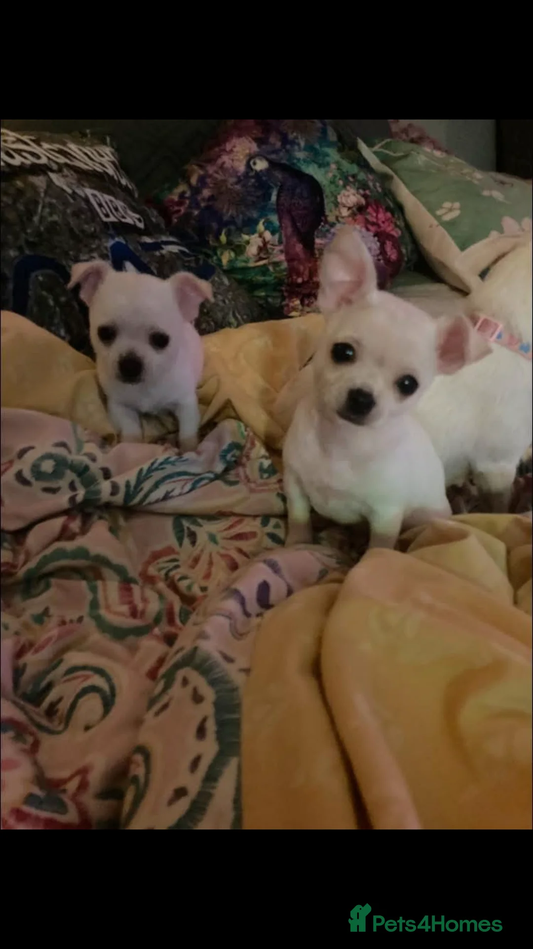 Chihuahua dogs for sale: Chihuahua  - Advert 2