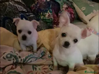 Chihuahua dogs Chihuahua - Advert 6