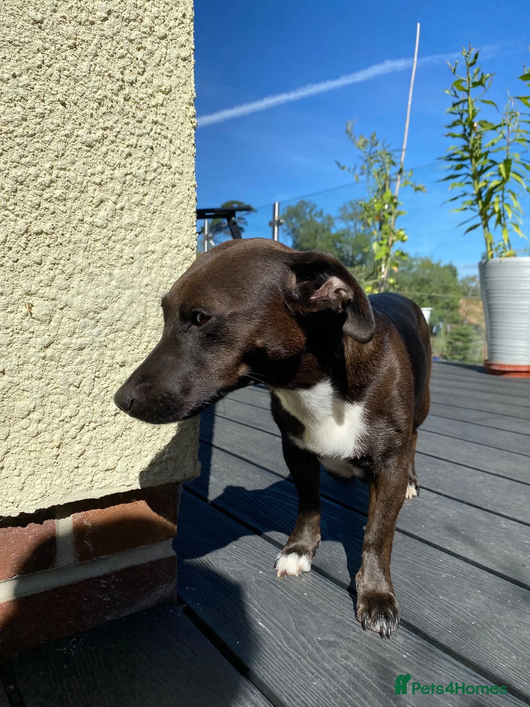 Jackapoo dogs for sale: Jacapoo pups for sale  - Advert 6