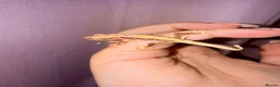 Gecko reptiles for sale: Crested Gecko Babies - Advert 17