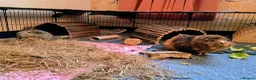 Guinea Pig rodents for sale: Two bonded male guinea pigs  - Advert 2