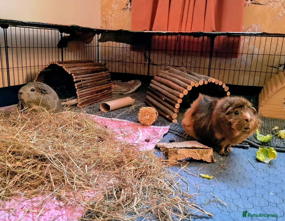 Guinea Pig rodents for sale: Two bonded male guinea pigs  - Advert 2
