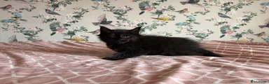 Maine Coon 4