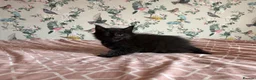 Maine Coon cats for sale: 4 beautiful playful Maine Coon kittens  in Glastonbury - Advert 7