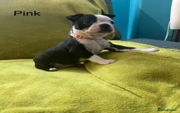 Boston Terrier dogs for sale: Boston terriers for sale - Image 7