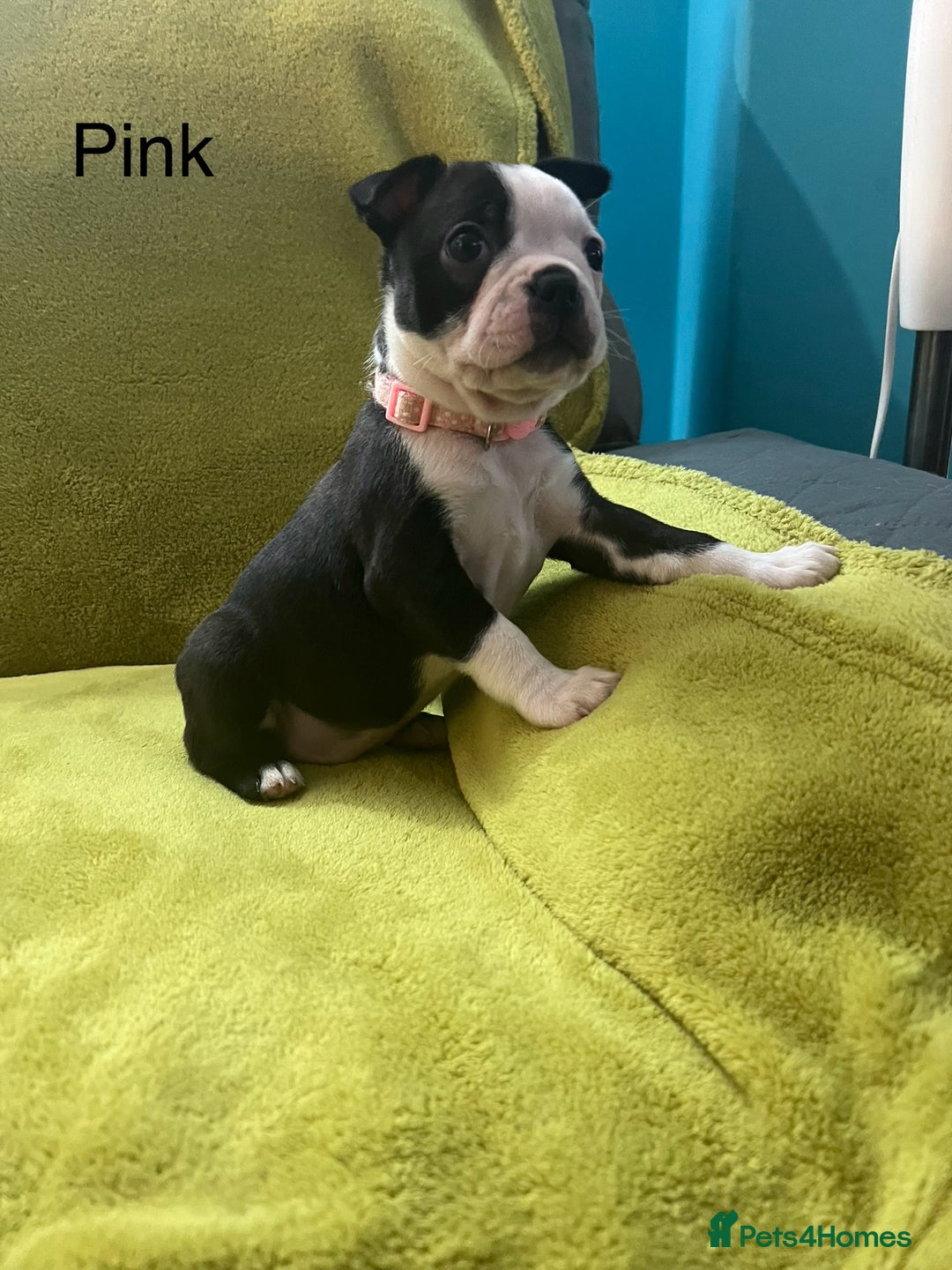 Boston Terrier dogs for sale: Boston terriers for sale - Image 7