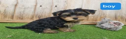 Yorkshire Terrier dogs for sale: Yorkshire terrier puppies 1  boy 12 weeks old  - Advert 6