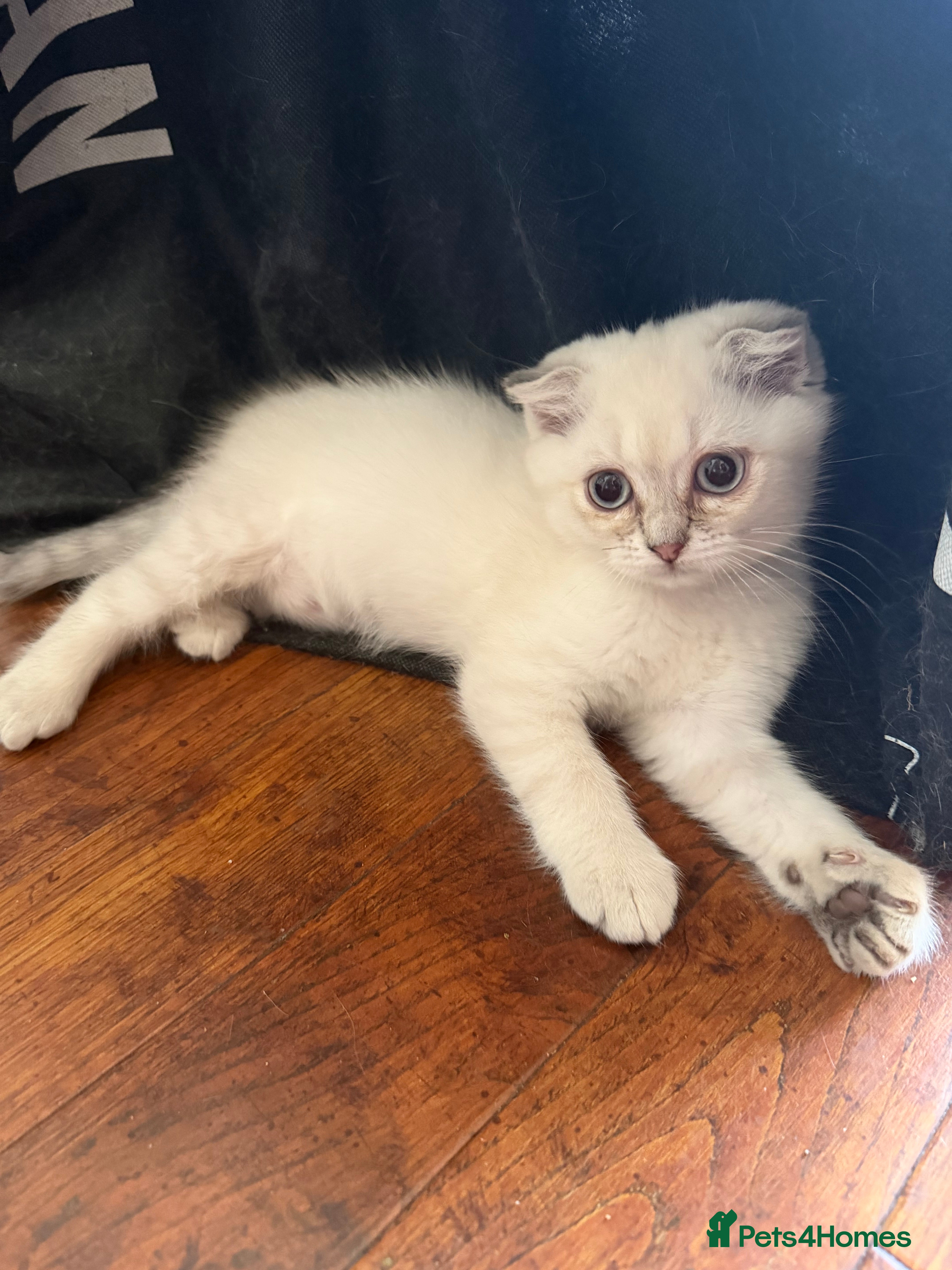 Scottish Fold cats for sale: READY SCOTTISH FOLD KITTENS (URGENT) - Advert 6