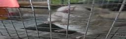 Chinchilla rodents for sale: 2 baby males for sale - Advert 1