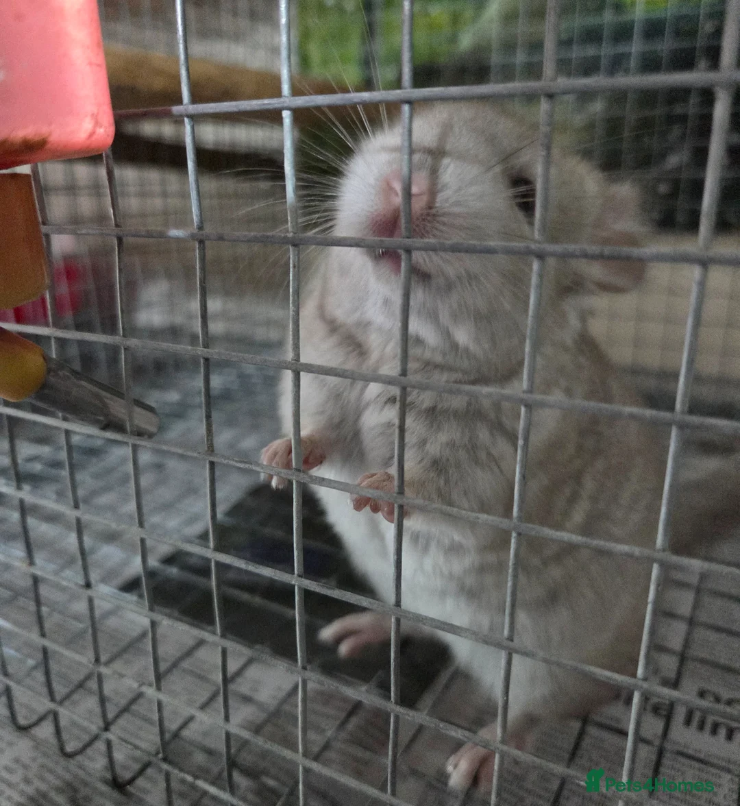 Chinchilla rodents for sale: 2 baby males for sale - Advert 1