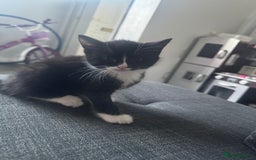 American Shorthair cats for sale: Beautiful kittens 🐈‍⬛  - Image 2