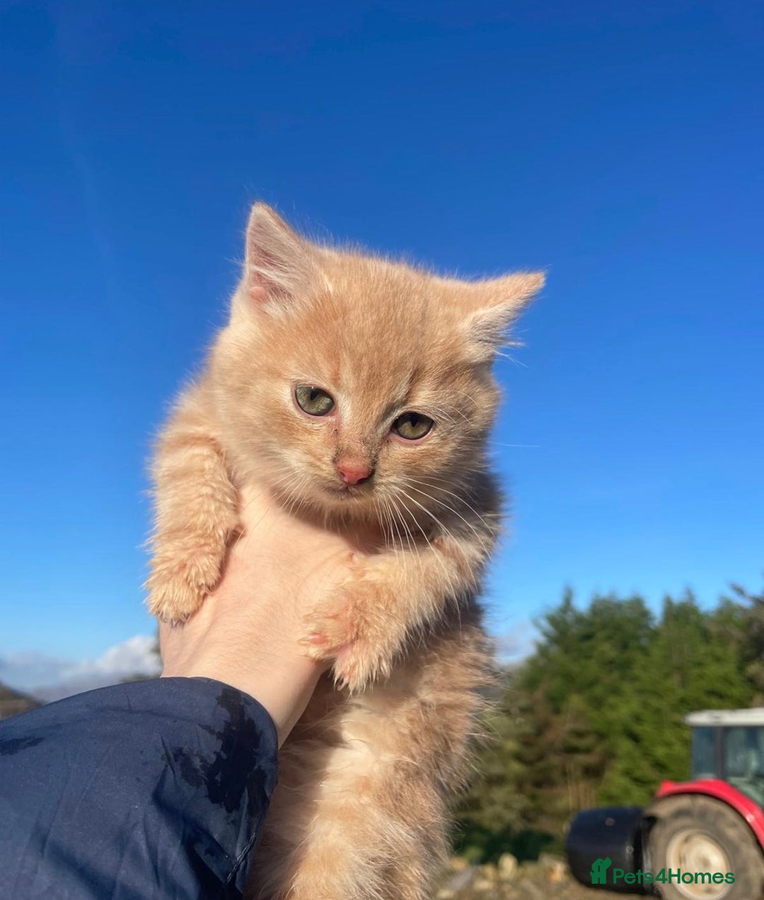 Mixed Breed cats for sale: 4 Farm cats - Advert 1