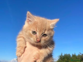 Mixed Breed cats 4 Farm cats - Advert 3