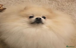 Pomeranian dogs for sale: Adorable Pomeranian puppies  - Image 7