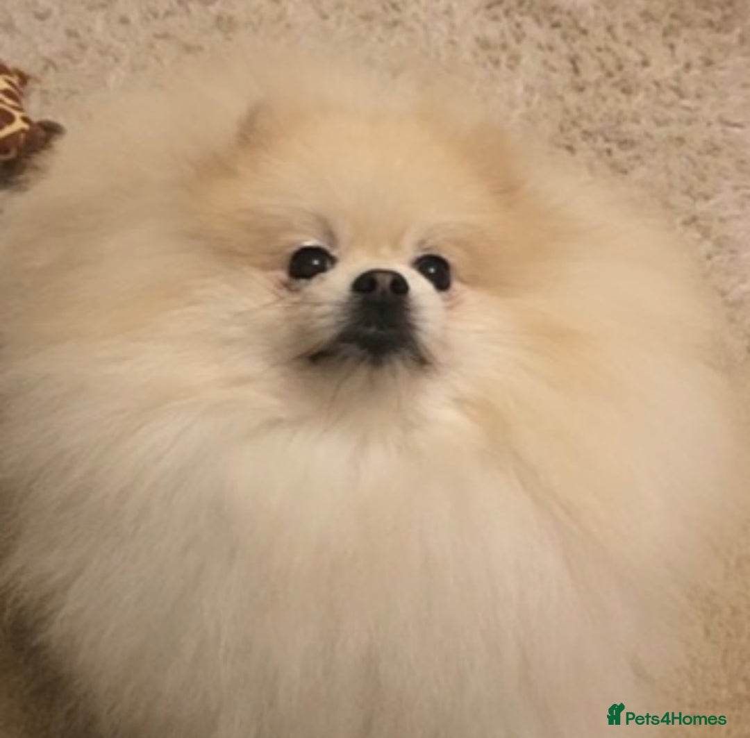 Pomeranian dogs for sale: Adorable Pomeranian puppies  - Image 7