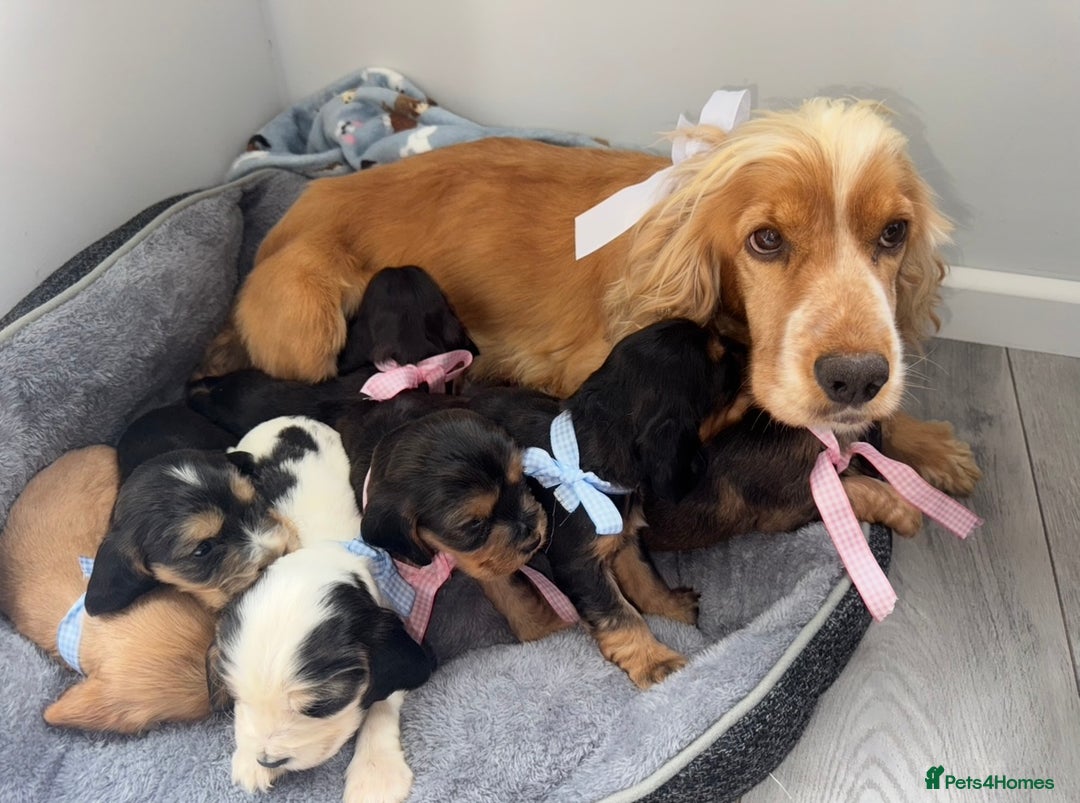 Cocker Spaniel dogs for sale: Beautiful show type cocker spaniel puppies  - Image 24