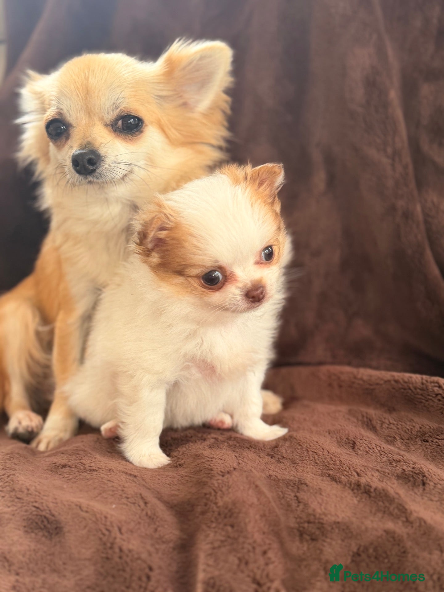 Pomchi dogs for sale: Pomchi - Advert 7
