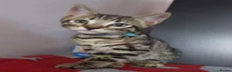 Bengal cats for sale: One BOY💙 left Half BENGAL Mixed X Tabby - Advert 6