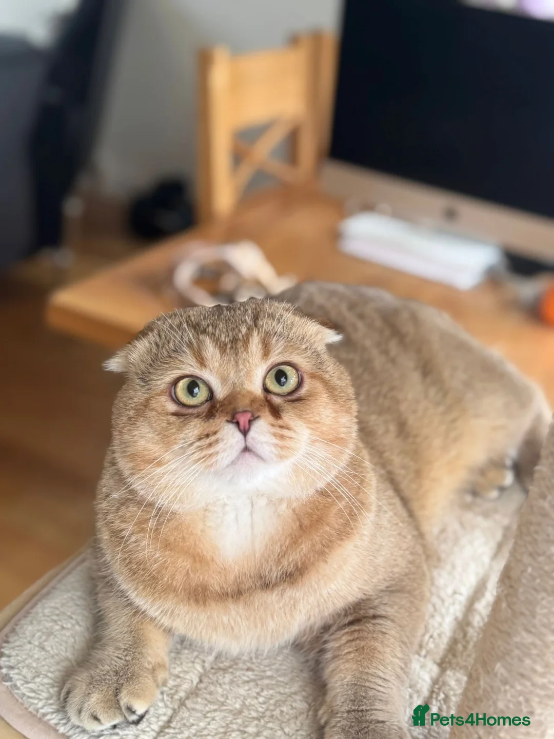 Scottish Fold cats for sale: Scottish fold for sale  - Advert 3