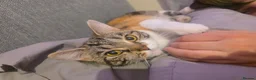 Persian cats for sale: Persian x calico x Tabby mix - Advert 5
