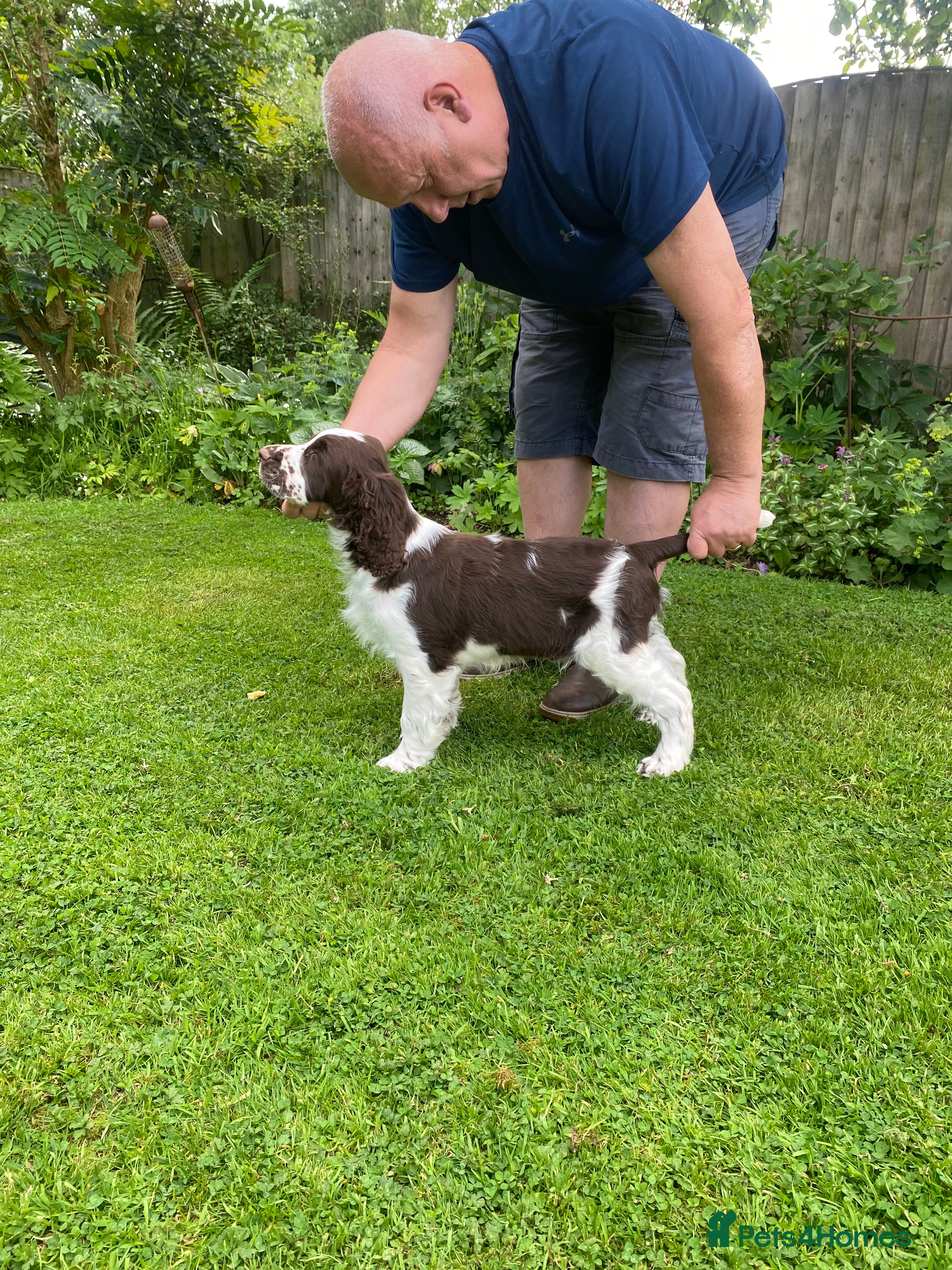 English Springer Spaniel dogs  Mr R Smith - Advert 2