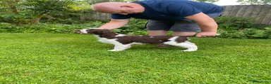 English Springer Spaniel Puppy 1