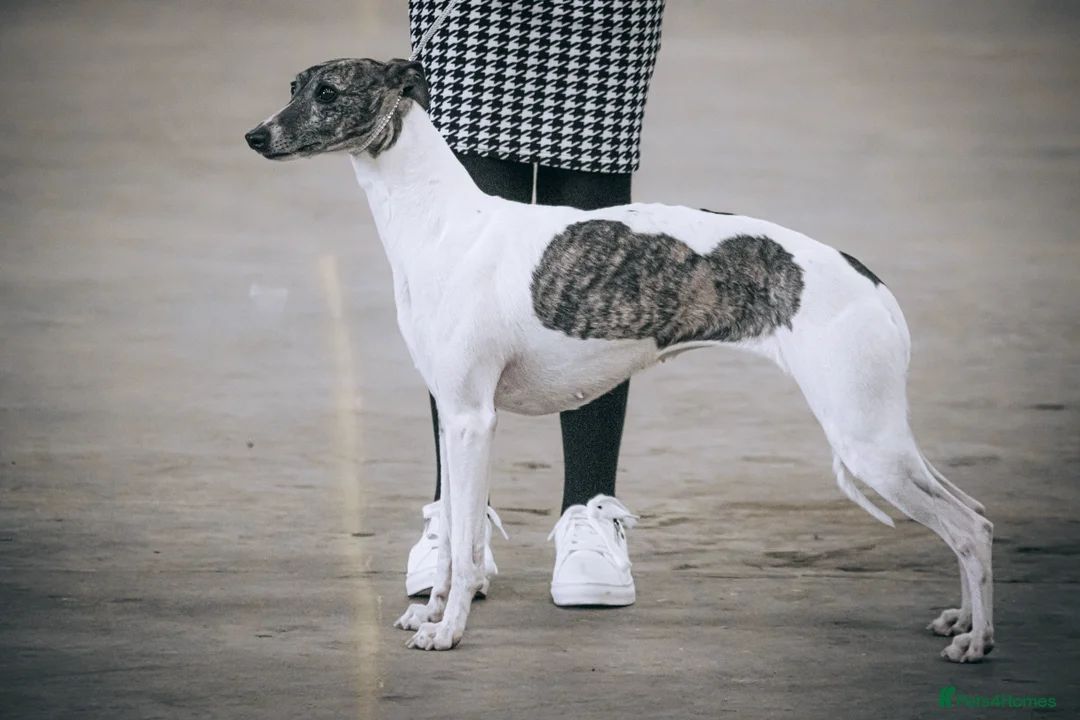 Whippet dogs for sale: ✅️ Ready to leave - KC whippets 🧡 - Image 35