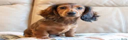 Miniature Dachshund dogs for sale:  Miniature Long-Haired Dachshund Puppies–Red Merle - Advert 2