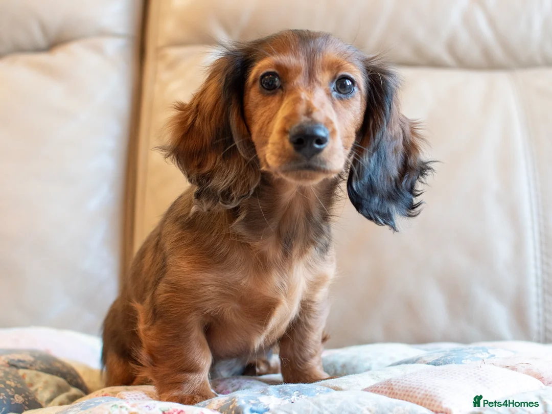 Miniature Dachshund dogs for sale:  Miniature Long-Haired Dachshund Puppies–Red Merle - Advert 2