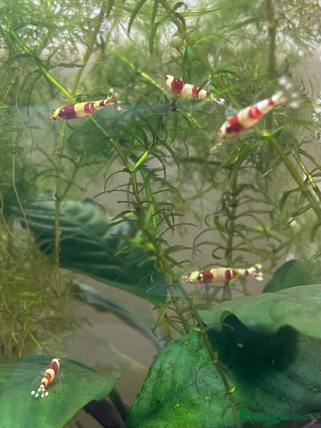 Shrimps fish for sale: Crystal Red Bee Shrimp (Caridina cantonensis) - Image 3