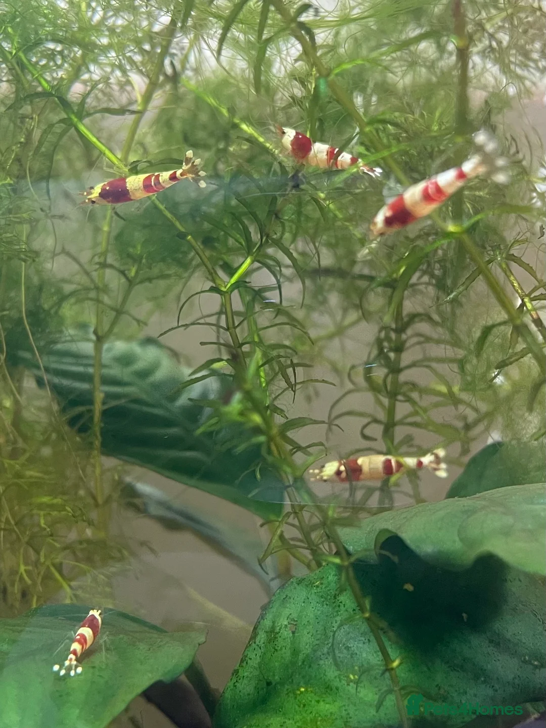 Shrimps fish for sale: Crystal Red Bee Shrimp (Caridina cantonensis) - Advert 3