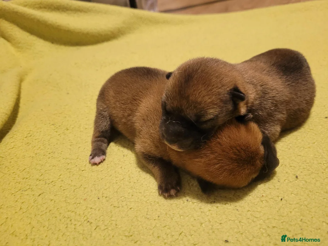 Japanese Shiba Inu dogs for sale: Beautiful Japanese Shiba Inu Puppies 🐾 - Advert 4