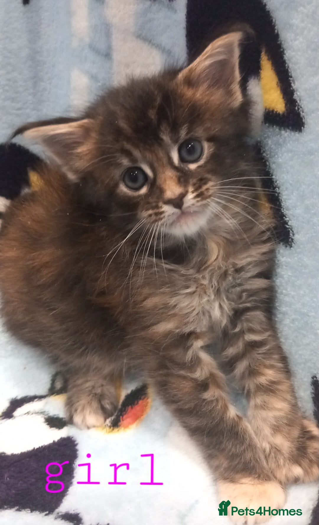 Maine Coon cats for sale: Beautiful Maine Coon kittens  - Advert 23