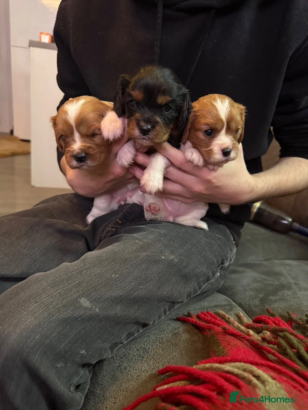 Cavalier King Charles Spaniel dogs for sale: King Charles puppies  - Advert 2