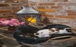 Jack Russell dogs for sale: Lovely Jack russell puppies. - Image 2