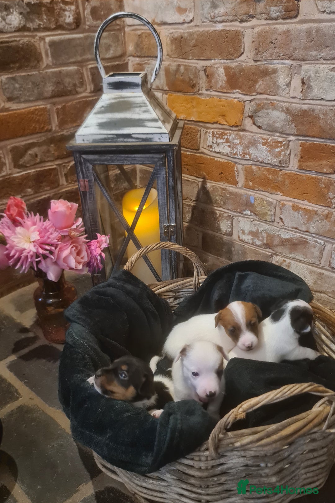 Jack Russell dogs for sale: Lovely Jack russell puppies. - Image 2