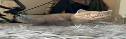 British Shorthair cats for sale: GCCF registered blue male British shorthair - Advert 7