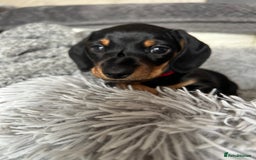 Miniature Dachshund dogs for sale: Stunning Smooth Black & Tan Miniature Dachshunds - Image 7