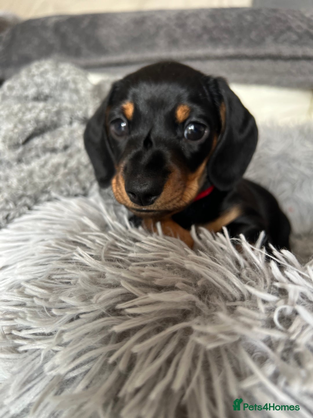 Miniature Dachshund dogs for sale: Stunning Smooth Black & Tan Miniature Dachshunds - Image 7