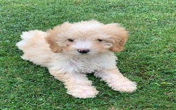 Cockapoo dogs for sale: Amazing cockapoo puppies  - Image 3