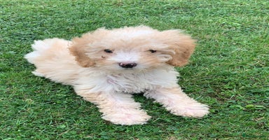 Cockapoo dogs - Advert 6