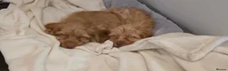 Cockapoo dogs for sale: COCKAPOO (£1200both) 9½ weeks old in Southend-on-Sea - Advert 3