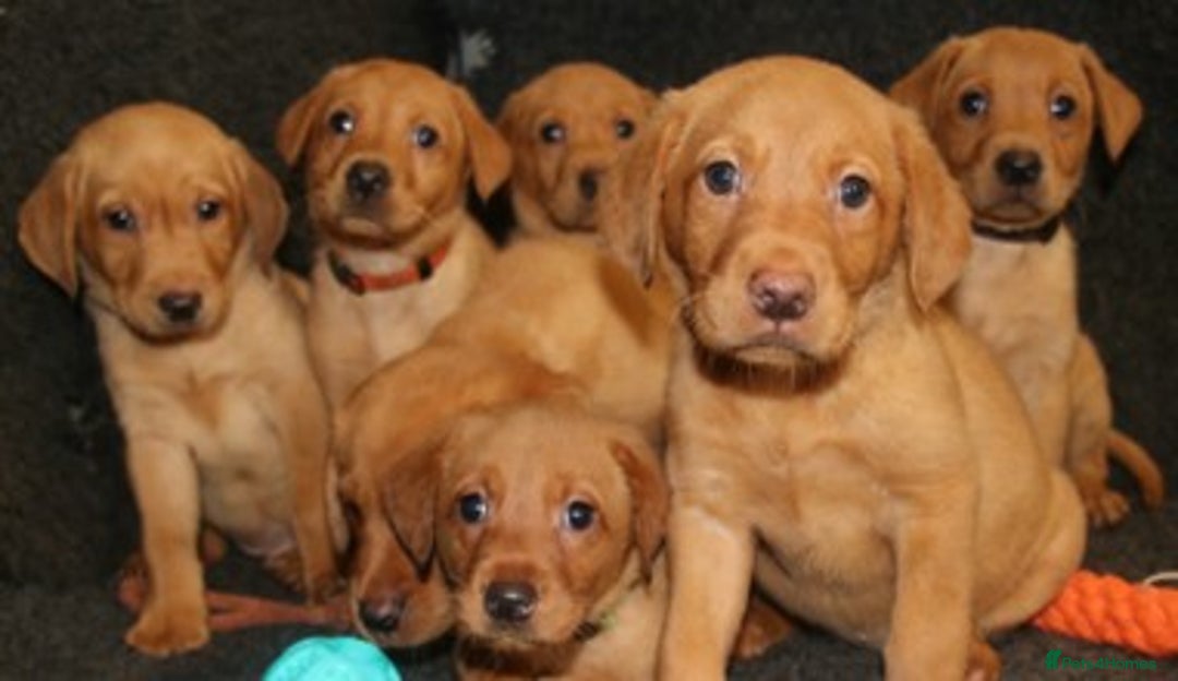 Labrador Retriever dogs for sale: Red Fox Labs : Health Checked-KC Reg-FTCH Pedigree - Image 4
