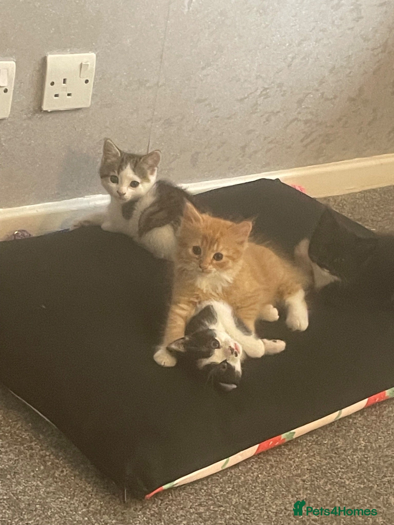 British Longhair cats Kittens 3 males 3 females mother is Maine coon  - Advert 10