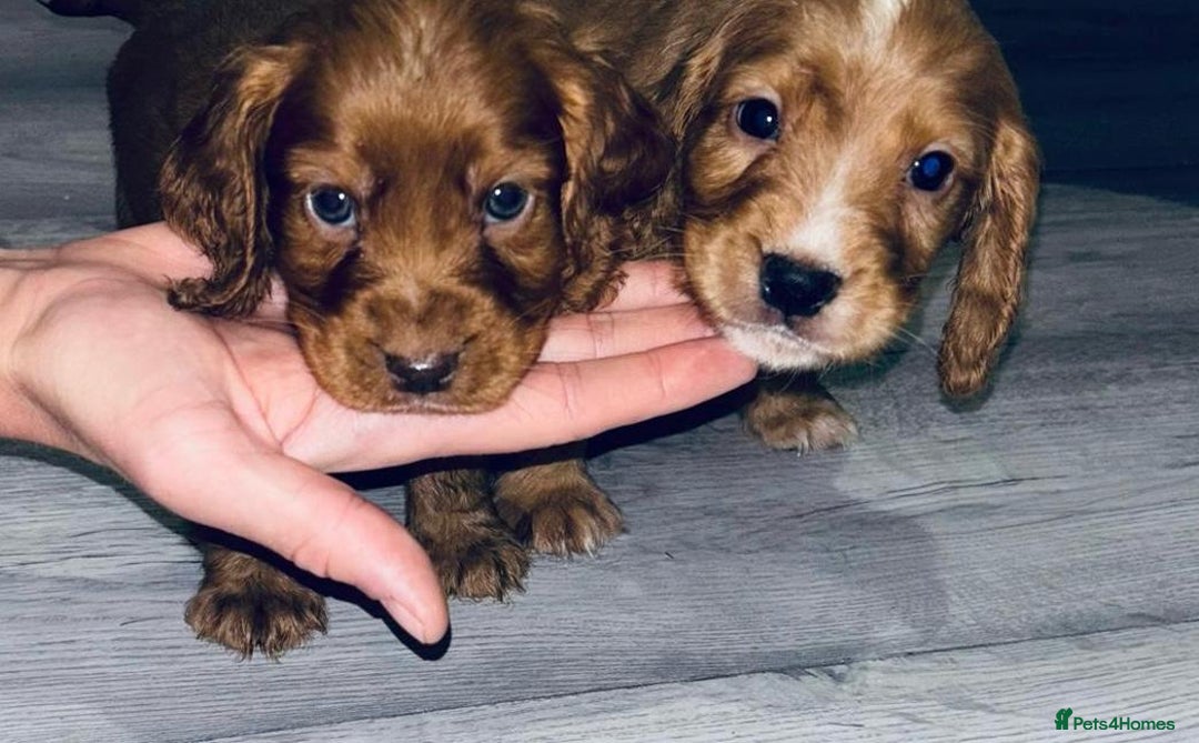Cocker Spaniel dogs for sale: Cocker Spaniel Puppies  - Image 7
