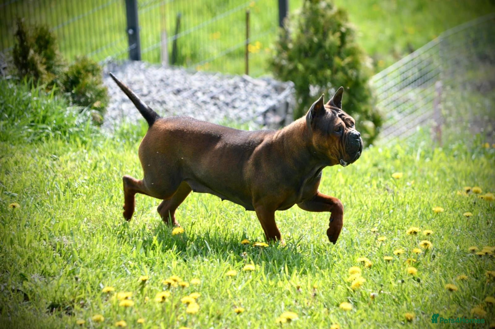 Shar Pei dogs only to 5 stars home for my Chongqinq - Advert 1
