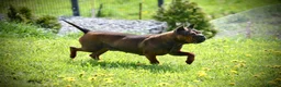 Shar Pei dogs for sale: only to 5 stars home - Advert 9