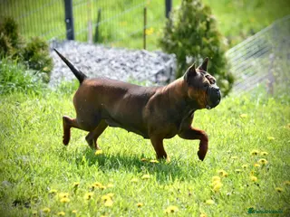 Shar Pei dogs only to 5 stars home for my Chongqinq - Advert 2
