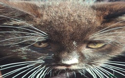 Mixed Breed cats for sale: Black and white kittens  - Image 12