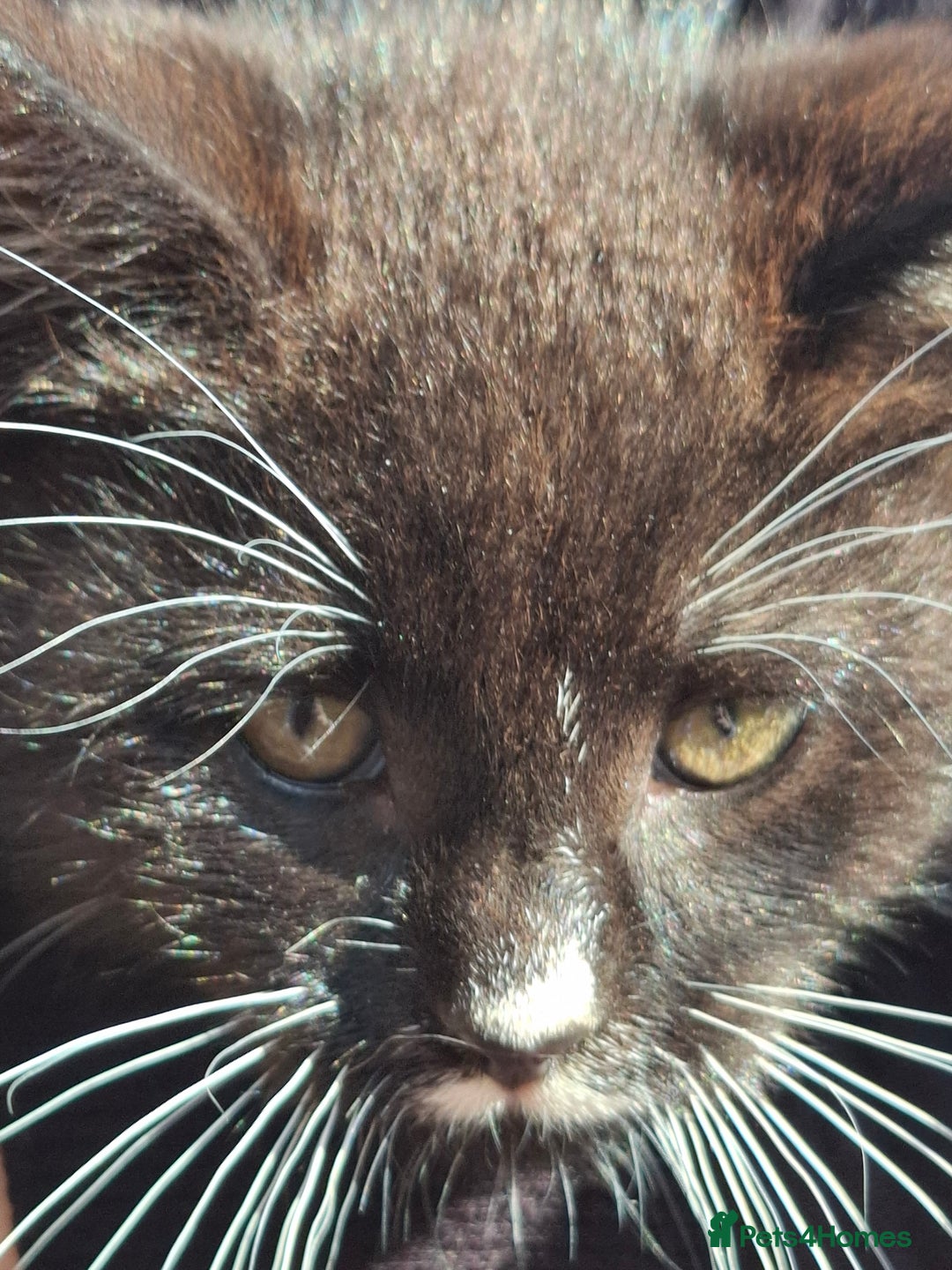 Mixed Breed cats for sale: Black and white kittens  - Image 12